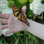 Glory, Monarch butterfly