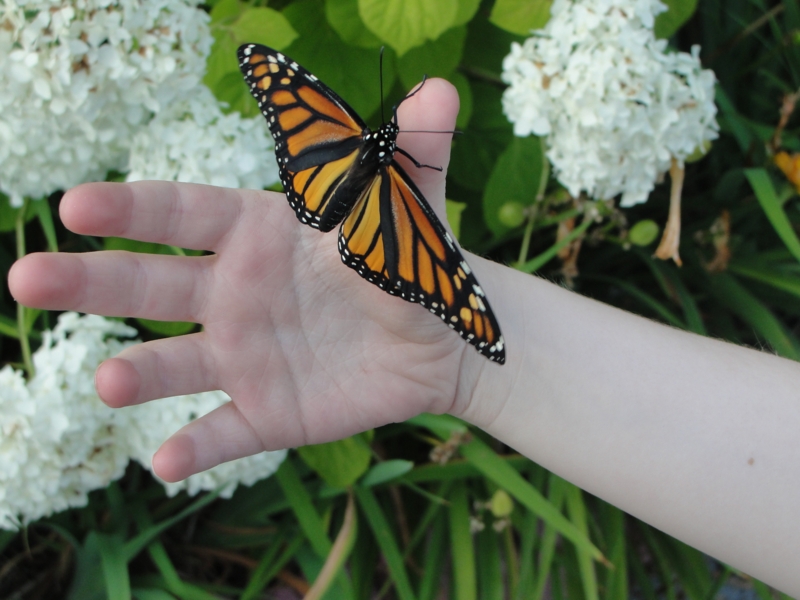 Glory, Monarch butterfly
