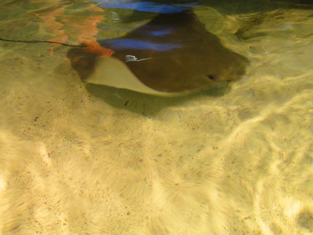 Aquarium 2013 009